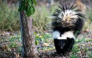 skunk in forest