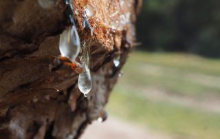 tree sap from a tree